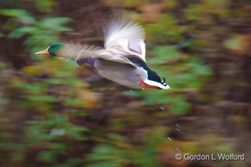 Duck In Flight_09489.jpg - Mallard Duck (Anas platyrhynchos) photographed near Sherkston, Ontario, Canada.